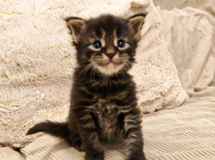 Montblanc Maine Coon kusvica