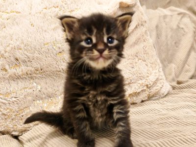 Montblanc Maine Coon kusvica