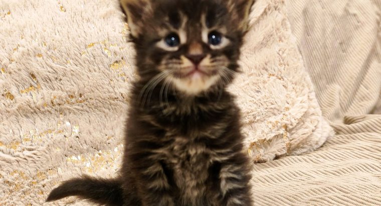 Montblanc Maine Coon kusvica