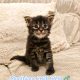 Montblanc Maine Coon kusvica