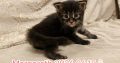 Margareth Maine Coon kiscica
