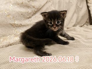 Margareth Maine Coon kiscica