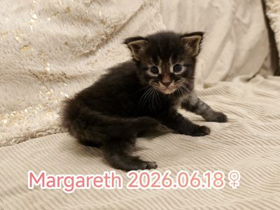 Margareth Maine Coon kiscica