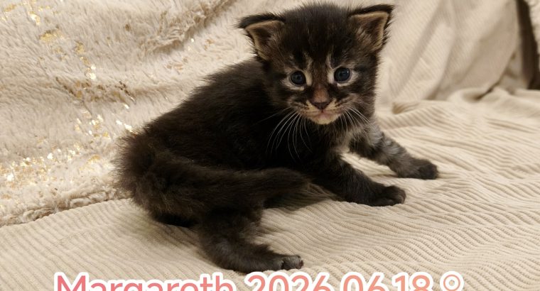 Margareth Maine Coon kiscica