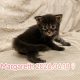 Margareth Maine Coon kiscica