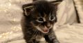 Margareth Maine Coon kiscica