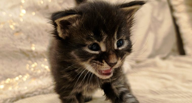 Margareth Maine Coon kiscica