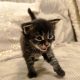 Margareth Maine Coon kiscica