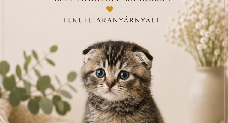Skót lógófülű kandúrka