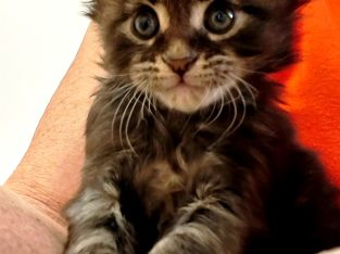 Margareth Maine Coon kiscica