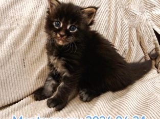 Montgomery Maine Coon kandúr