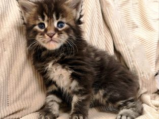 Marcellus Maine Coon