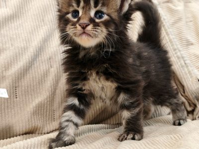 Montblanc Maine Coon kiscica