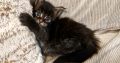 Mirage Maine Coon kiscica