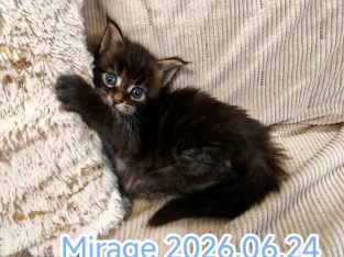 Mirage Maine Coon kiscica