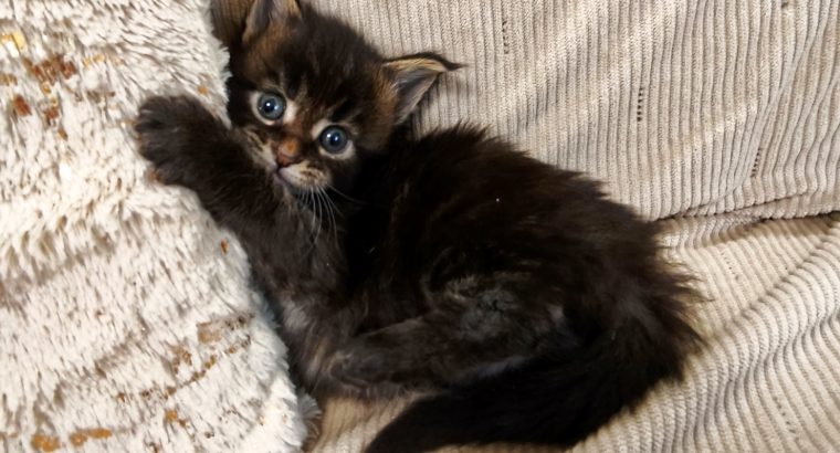 Mirage Maine Coon kiscica