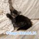 Mirage Maine Coon kiscica