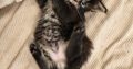 Mirage Maine Coon kiscica
