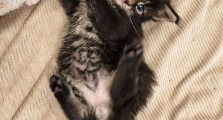 Mirage Maine Coon kiscica