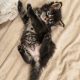 Mirage Maine Coon kiscica