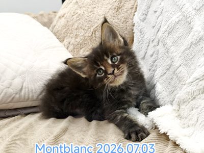 Montblanc Maine Coon kiscica