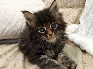 Margareth Maine Coon kiscica