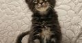 Montgomery Maine Coon kiscica