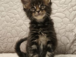 Montgomery Maine Coon kiscica