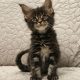 Montgomery Maine Coon kiscica