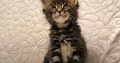 Montgomery Maine Coon kiscica