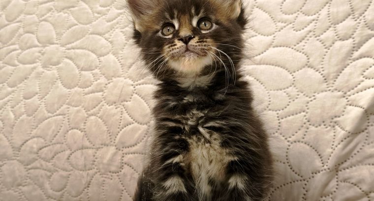 Montgomery Maine Coon kiscica