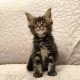 Montgomery Maine Coon kiscica