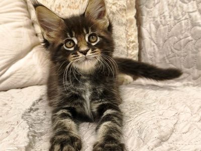 Montgomery Maine Coon kiscica