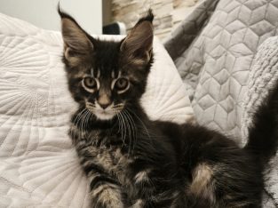 Montgomery Maine Coon kiscica