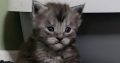 Maine coon kislány