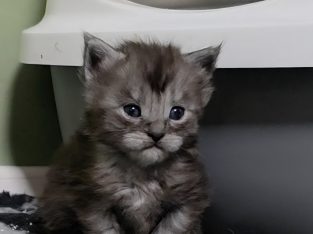 Maine coon kislány