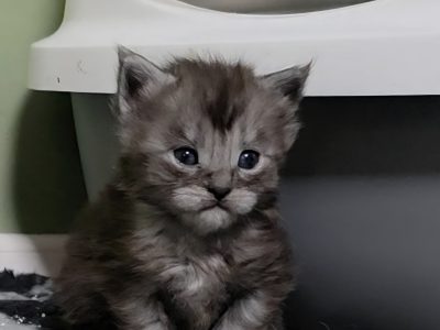 Maine coon kislány