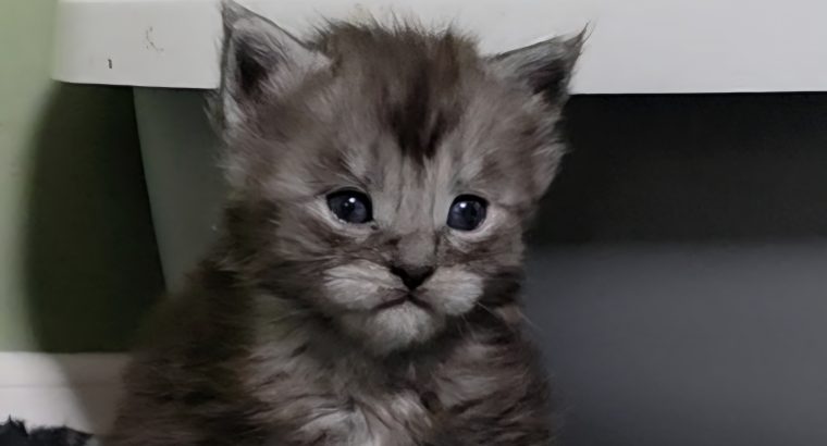 Maine coon kislány