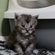 Maine coon kislány