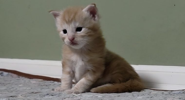 Maine coon kisfiú