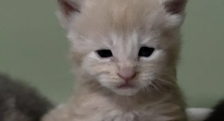 Maine coon kisfiú