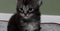 Maine coon kislány