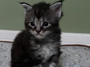 Maine coon kislány