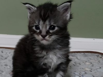 Maine coon kislány