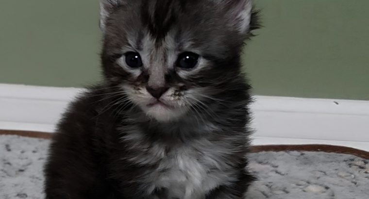 Maine coon kislány