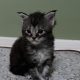 Maine coon kislány