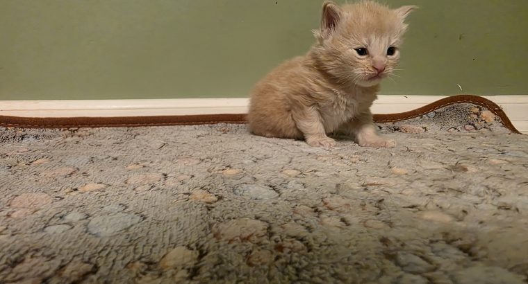 Maine coon kisfiú