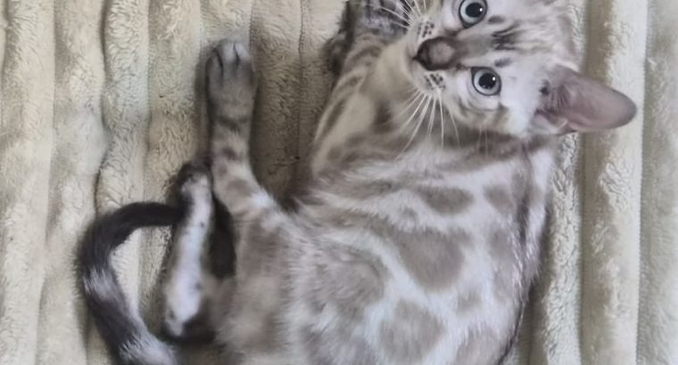 Snow Lynx bengáli kandúr eladó