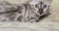 Snow Lynx bengáli kandúr eladó