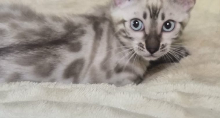 Snow Lynx bengáli kandúr eladó